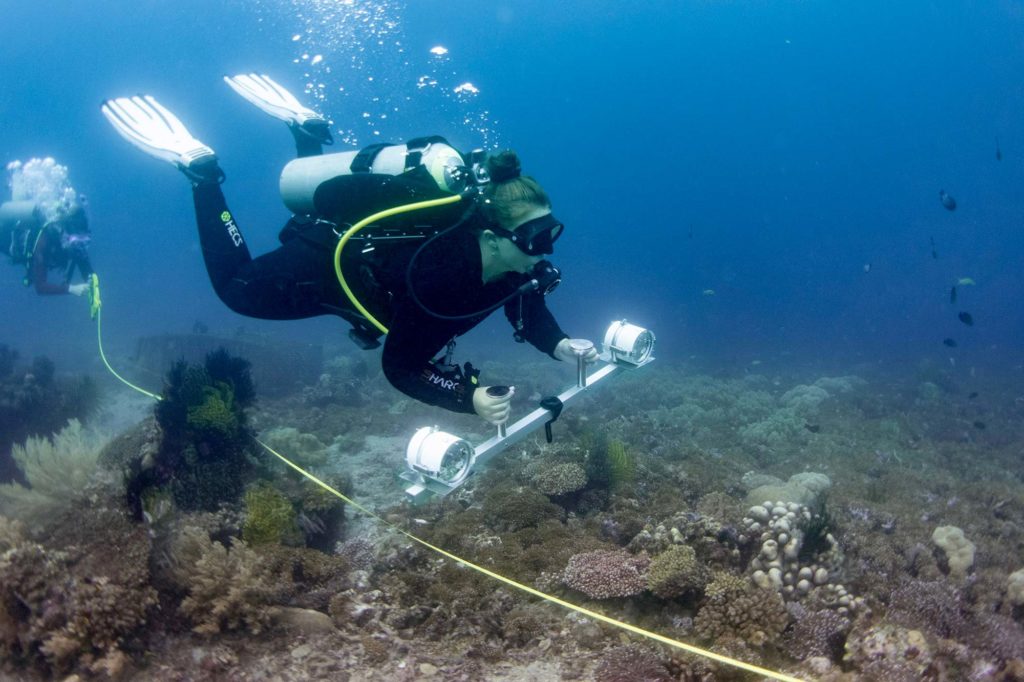 Institute for Marine research interns doing job in dauin, dive, marine research job Philippines research assistant