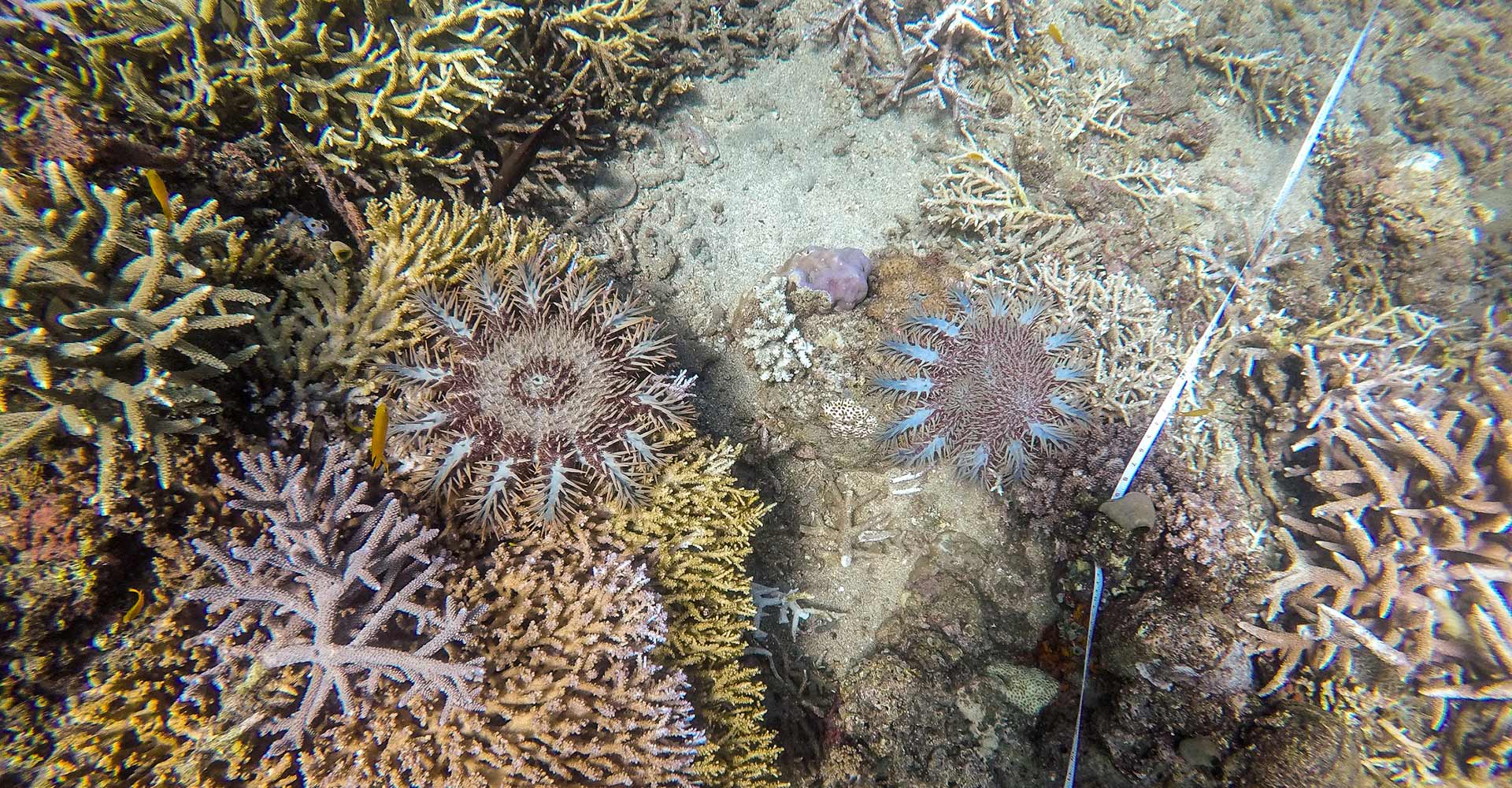 Crown-of-Thorns Starfish (COTS)